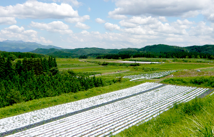 熊本県阿蘇郡小国町、圧倒的なスケールの農地。再生する覚悟を決める。