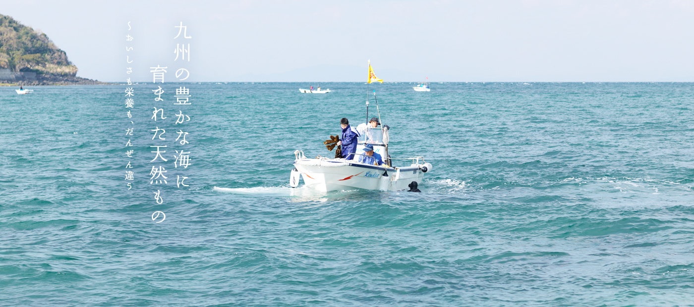 九州の豊かな海に育まれた天然もの